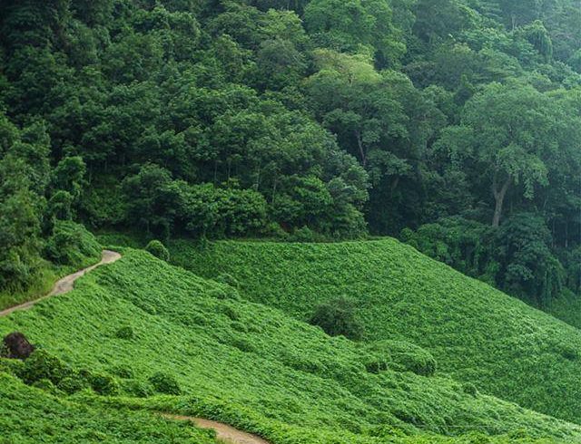Ambanad Hills and Tea Estate view