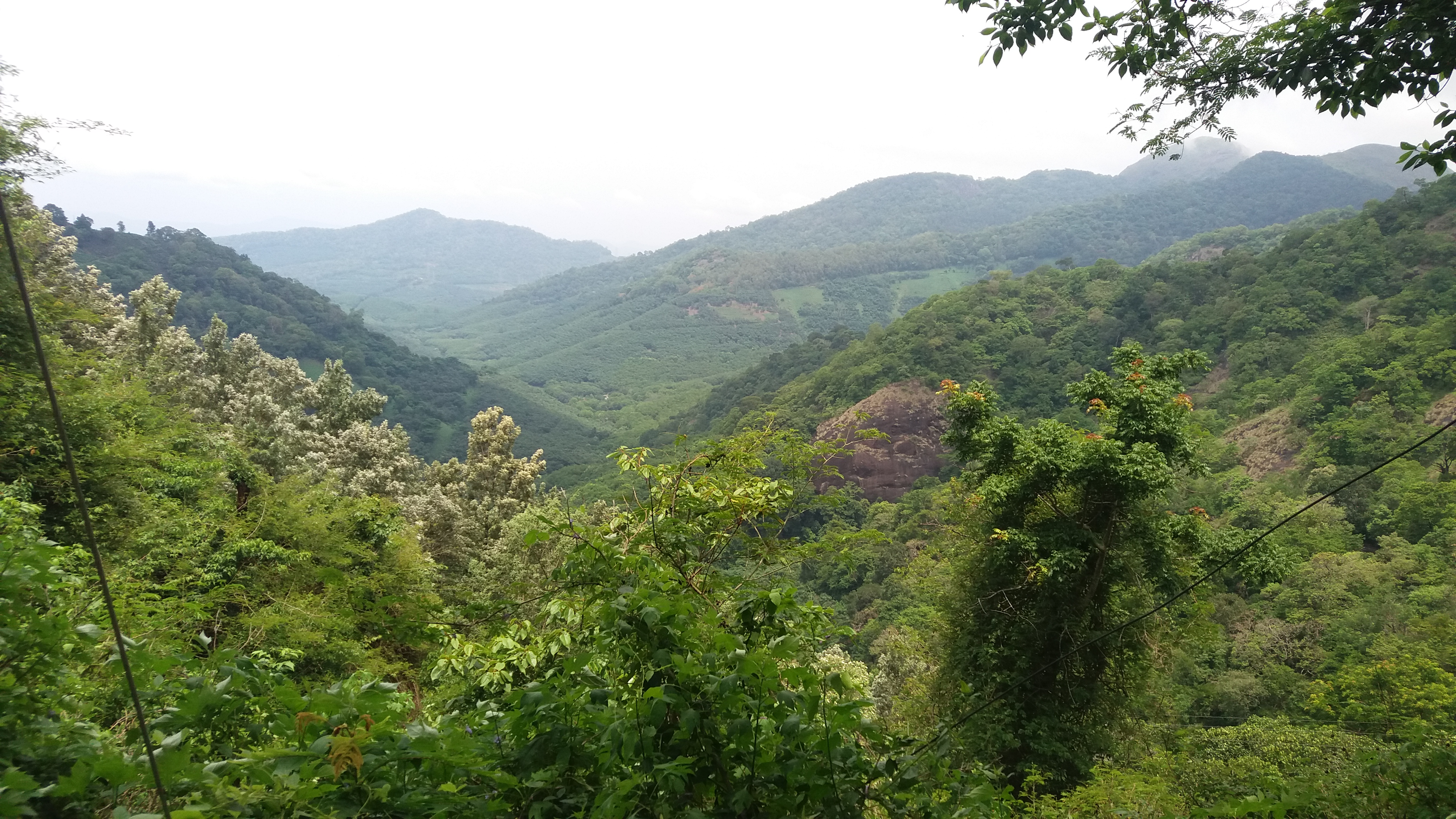  Tea Estate Kollam images