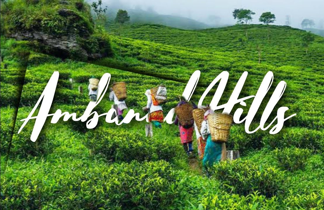 Ambanad Hills and Tea Estate