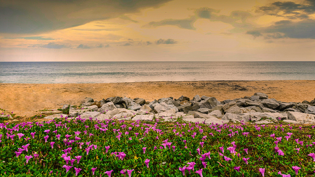 Thanni Beach view